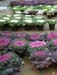 cabbages2